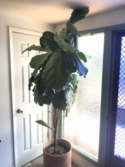 7 ft Fiddle Leaf Fig