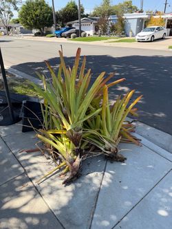 Free landscape bromeliads Aechmea