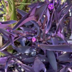 Purple Heart Plant