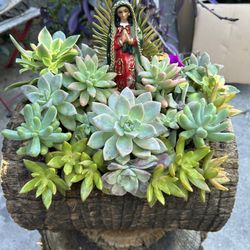 Succulents Arrangements Con La Virgen De Guadalupe En Tronko