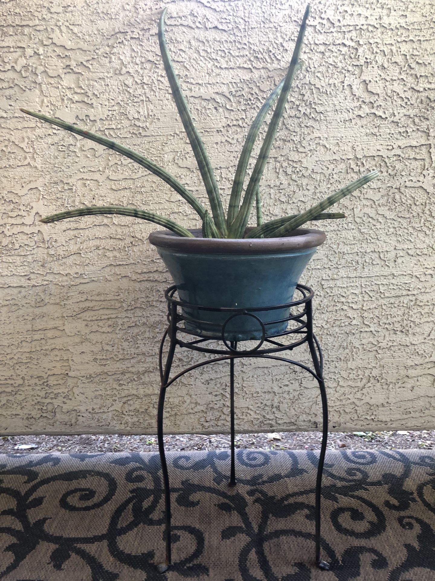 Live Succulent in Turquoise Blue Ceramic Planter