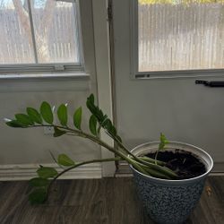 Zz Plant- Need Repotting