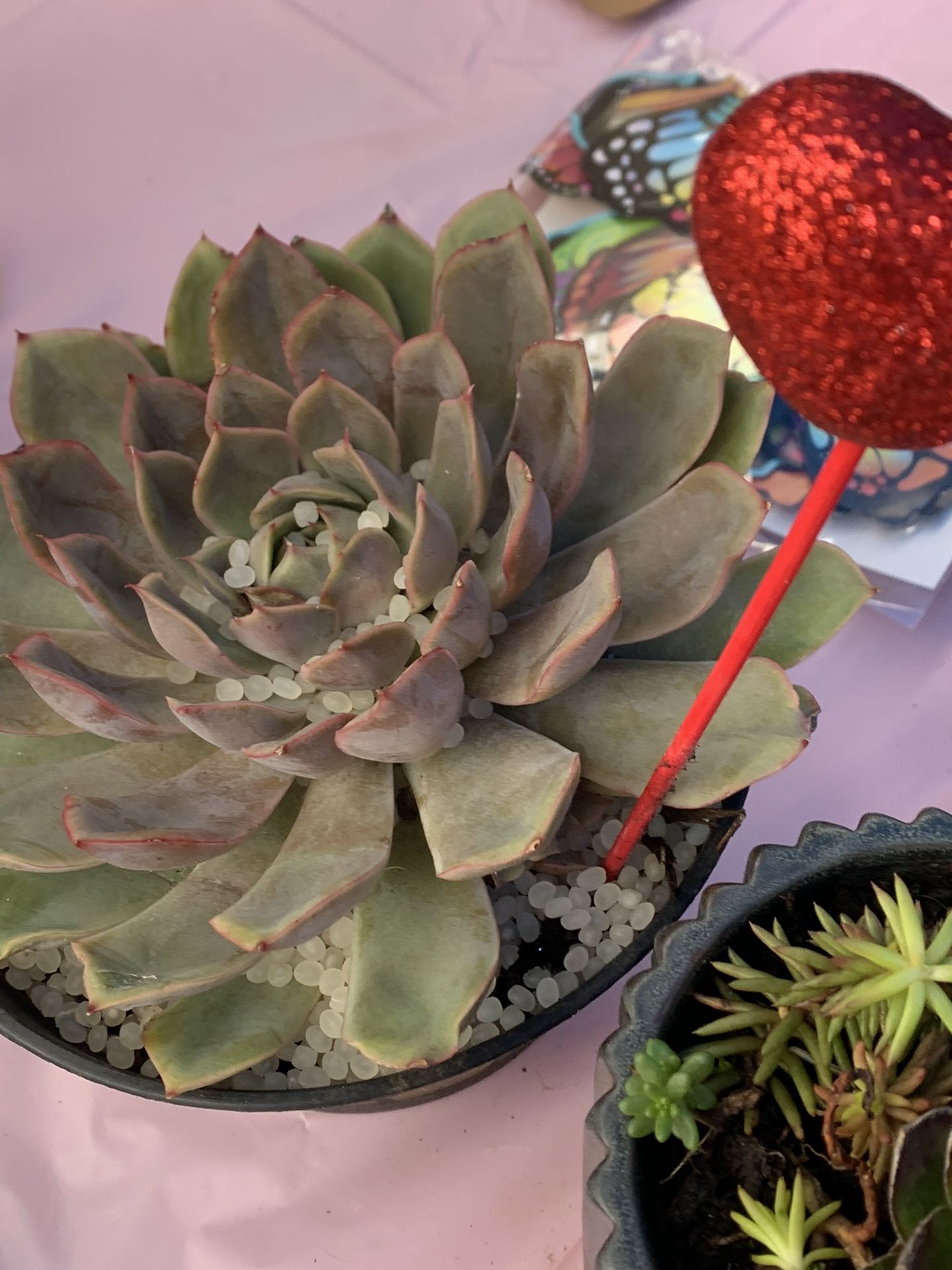 Succulents For Mothers Day