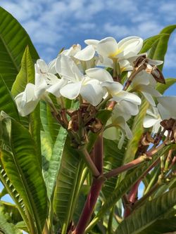 White plumeria cutting