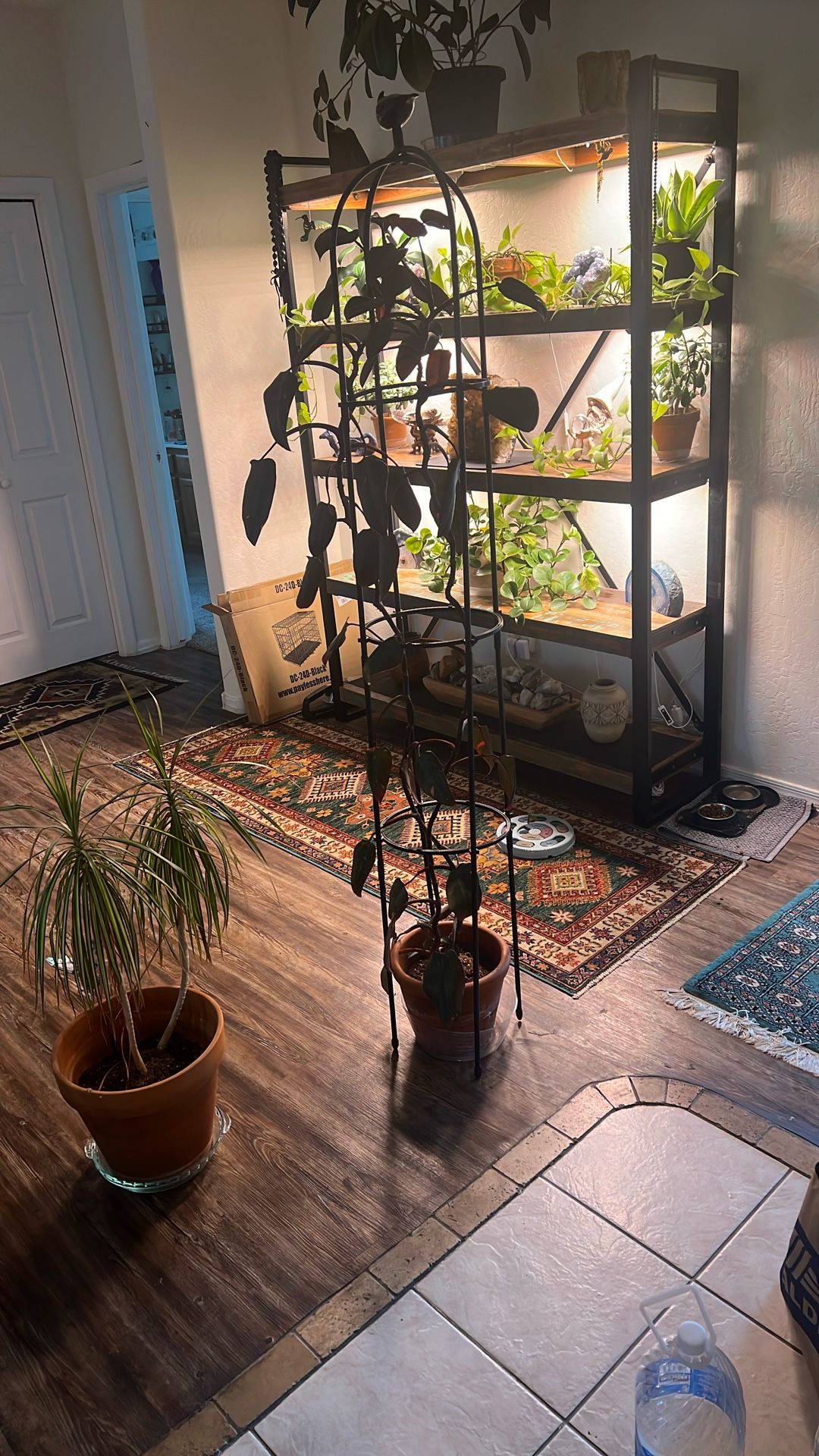Pink Princess (Philodendron)