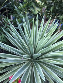 Caribbean Agave