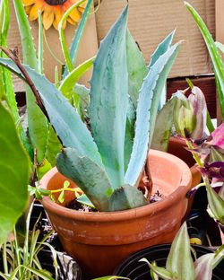 Agave Blue Glow Plants