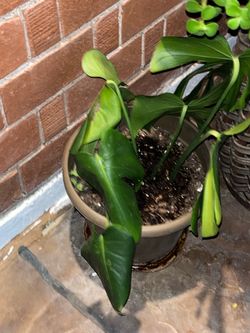 Monsta Main Spotlight On the Plants