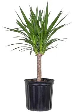 Yucca trees