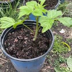 Raspberry Tree 