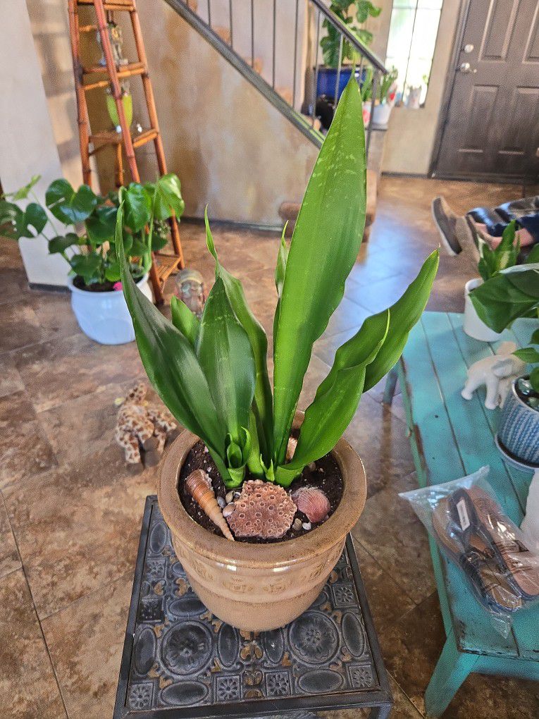 Mother's Day!  Sansevieria Snake Plants In 8in Ceramic Pot With Shells 