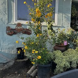 Árbol tronadora grande