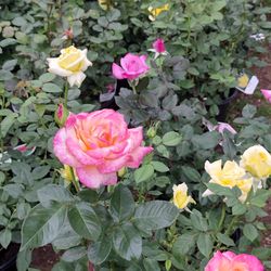 Rose Plants 