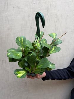 6” hoya kerrii reverse