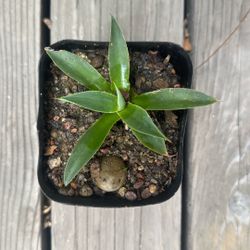 4” Agave Blue Flame Plant Succulent Cactus. $5