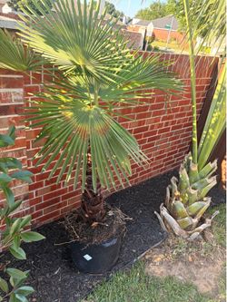 Palm tree