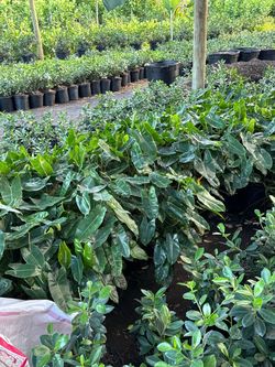 Cheap plants
