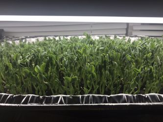 Micro greens