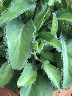 Mother Of Thousands