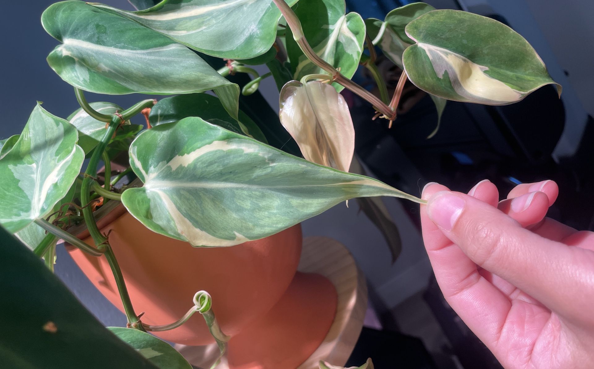 Philodendron RIO