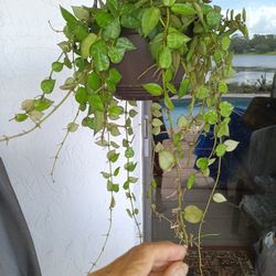 10" Snow Cap Lacunosa Hoya CUTTING $8 -Ship 4 -White Fragrant Flowers 