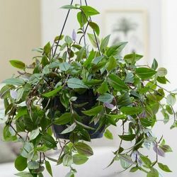 Tradescantia Global Green Plant/ House Plant/ Indoor Plant Flower Patio Garden 