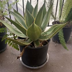 Plant