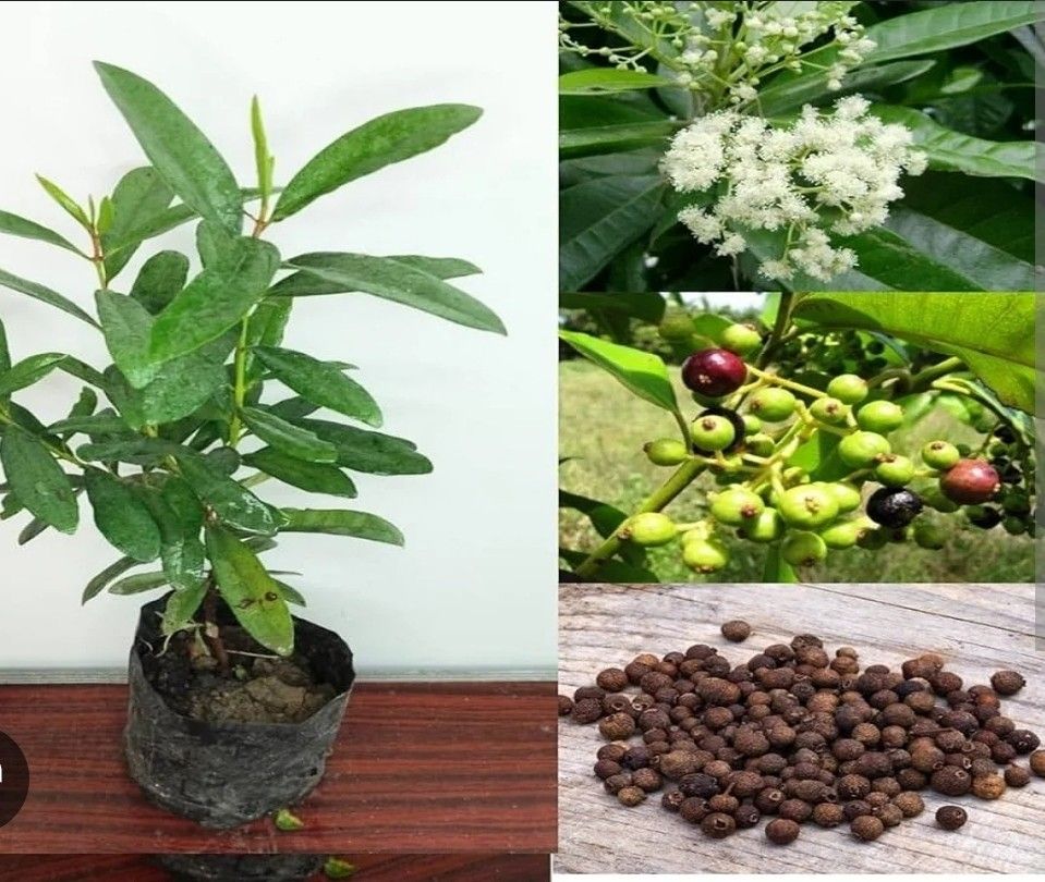 Allspice Trees In 3gal Arboles De Pimienta Malageta En 3gal