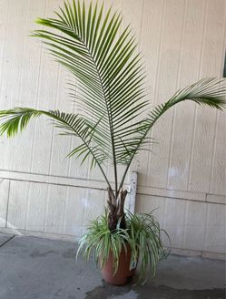 Palma natural $45