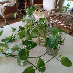 10 Leaf Golden Pothos Rooted Vine $8 -Ship Priority Mail  $9
