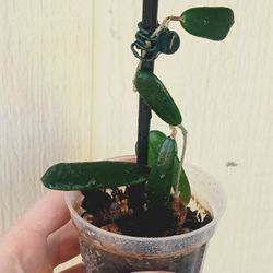 Hoya Rotundiflora
