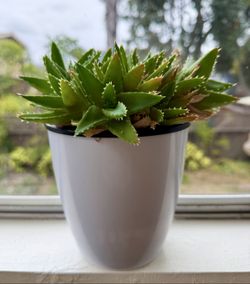 Aloe Succulent in White Wall-Mount Pot