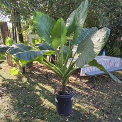 Elephant Ear Plant 