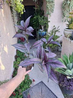 Large Persian Shield Plant $23