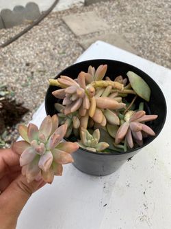 Succulent cuttings
