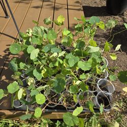 Nasturtium, $1.50 for 9 Oz cup. 40 plants available. 