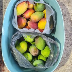 45+ Organic Mango bundle