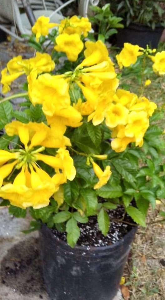 Árbol De Tronadora O San Andrés Es Muy Bueno Para Tea Y Para Diabetes De 5 galones