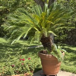 7 ft Sago Palm Tree with Lightweight Pot