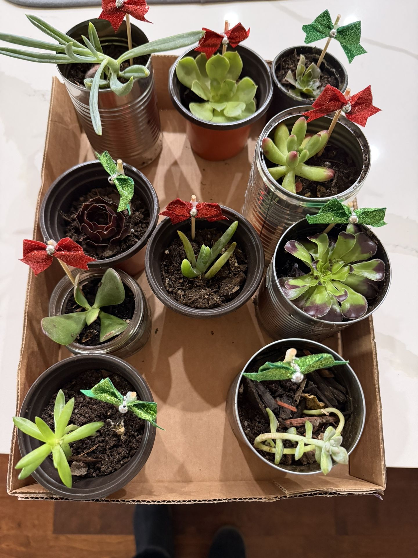 Christmas Succulents $1 Each