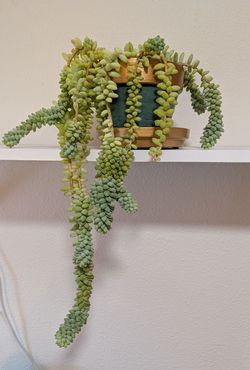 String of Pearls Plant
