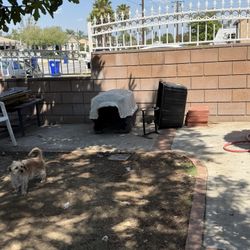 Free Dog House 