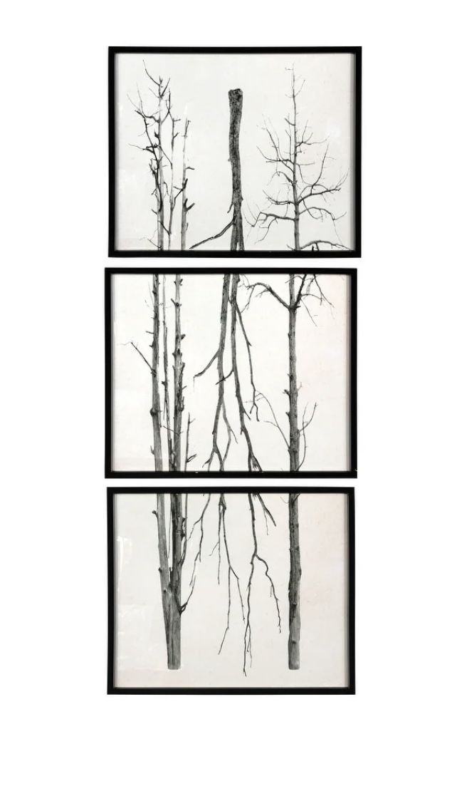 Wood Framed Branch Artwork (Set of 3)- NEW