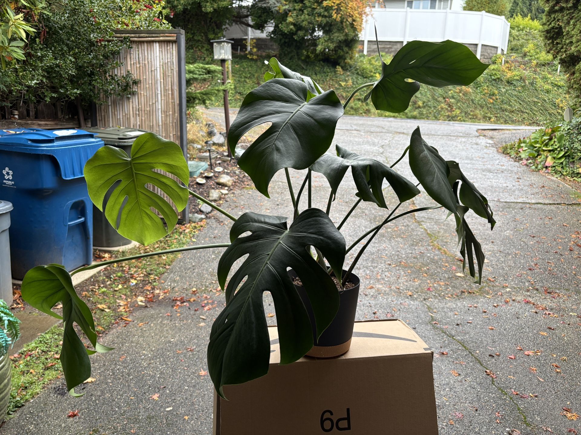 Large Monstera Plant