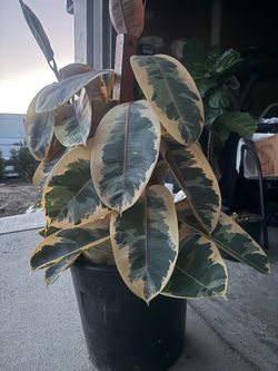 Ficus Ruby Plant