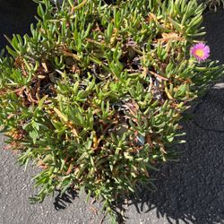Ice Plants In Large Pot Decorative Green With Pink Flowers 