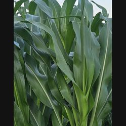 Hojas De Milpa $3 La Docena 