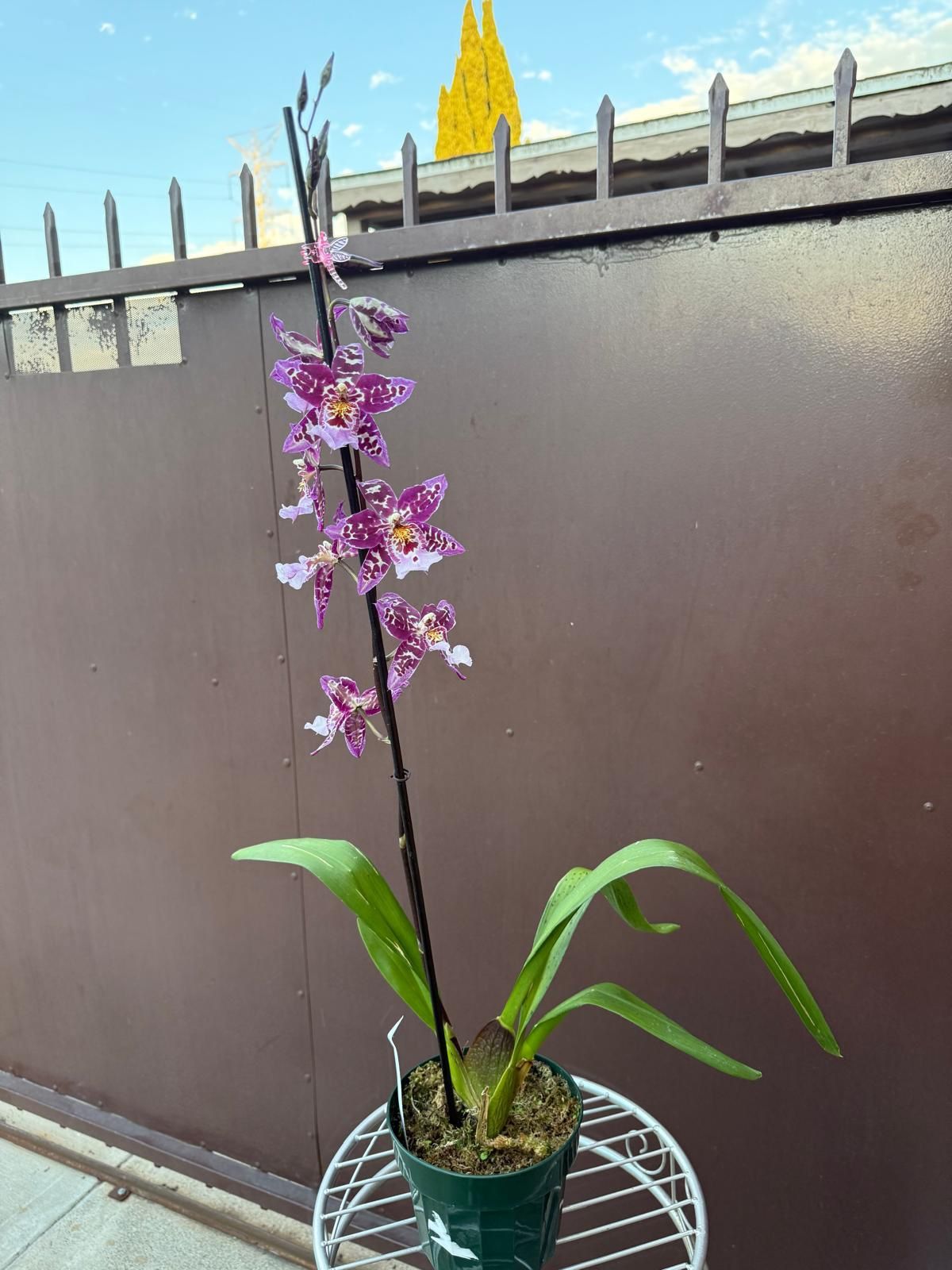 6” oncidium orchid