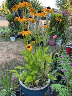 Black Eyed Susan
