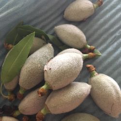 Hand Picked Fresh Almonds For Sale